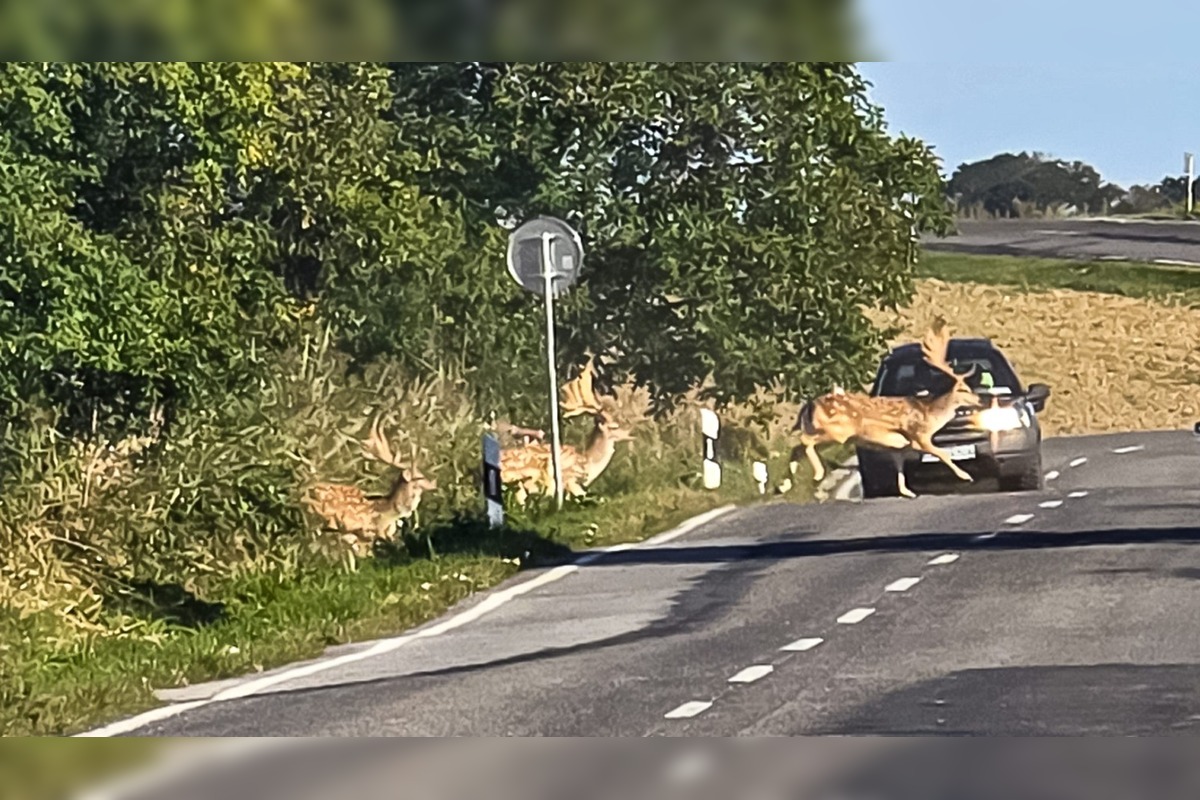 FOTO: Na Záhorí skrížilo cestu šoférom stádo stoviek danielov, foto 1
