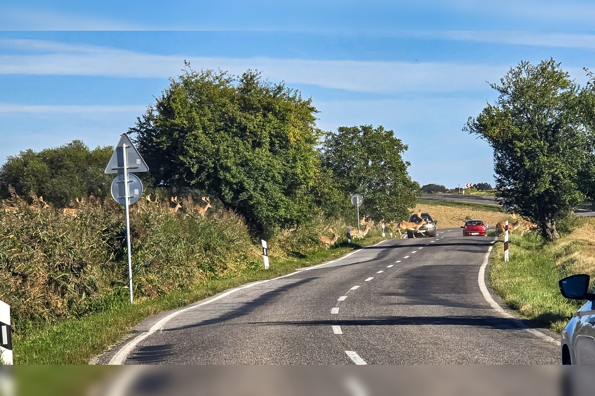 FOTO: Na Záhorí skrížilo cestu šoférom stádo stoviek danielov, foto 2