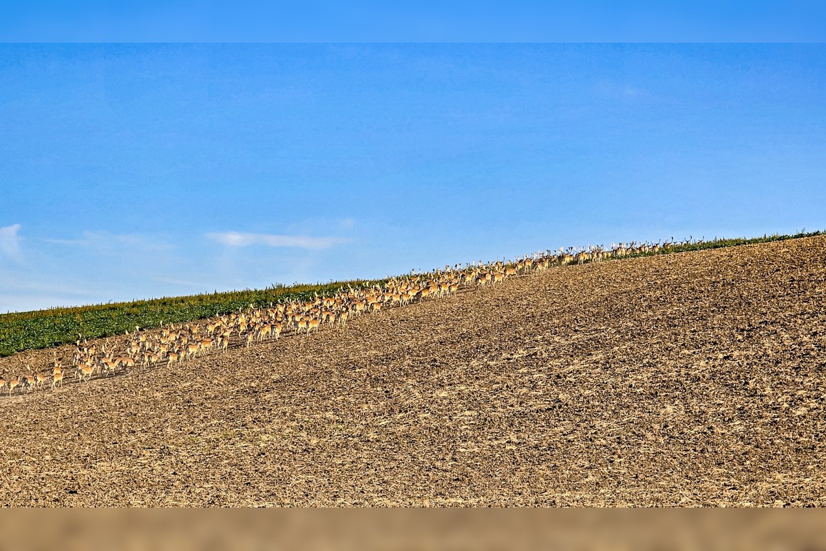 FOTO: Na Záhorí skrížilo cestu šoférom stádo stoviek danielov, foto 4