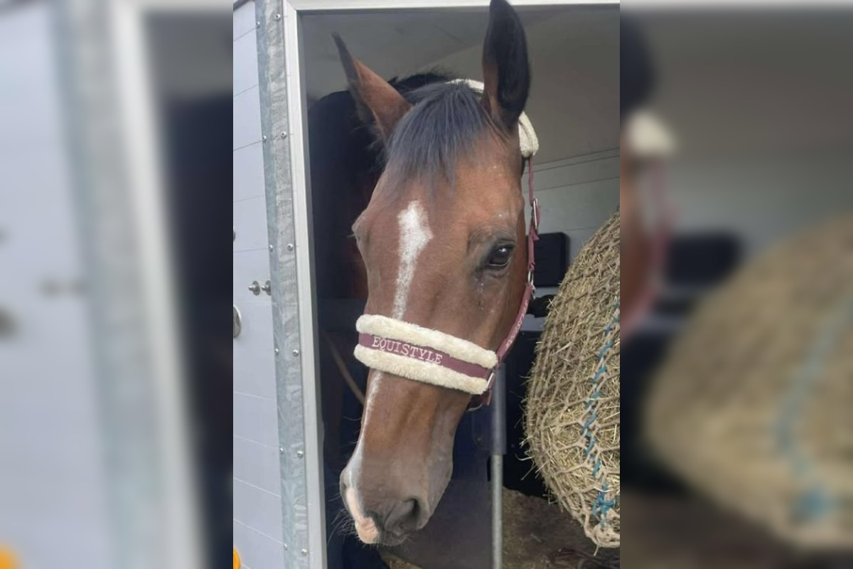 FOTO: Majitelia strateného koňa v okolí Stupavy žiadajú verejnosť o pomoc, foto 1