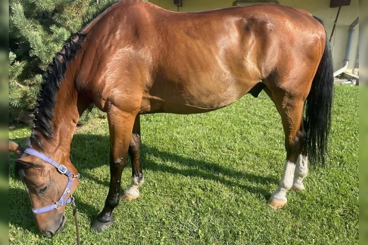 FOTO: Majitelia strateného koňa v okolí Stupavy žiadajú verejnosť o pomoc, foto 2
