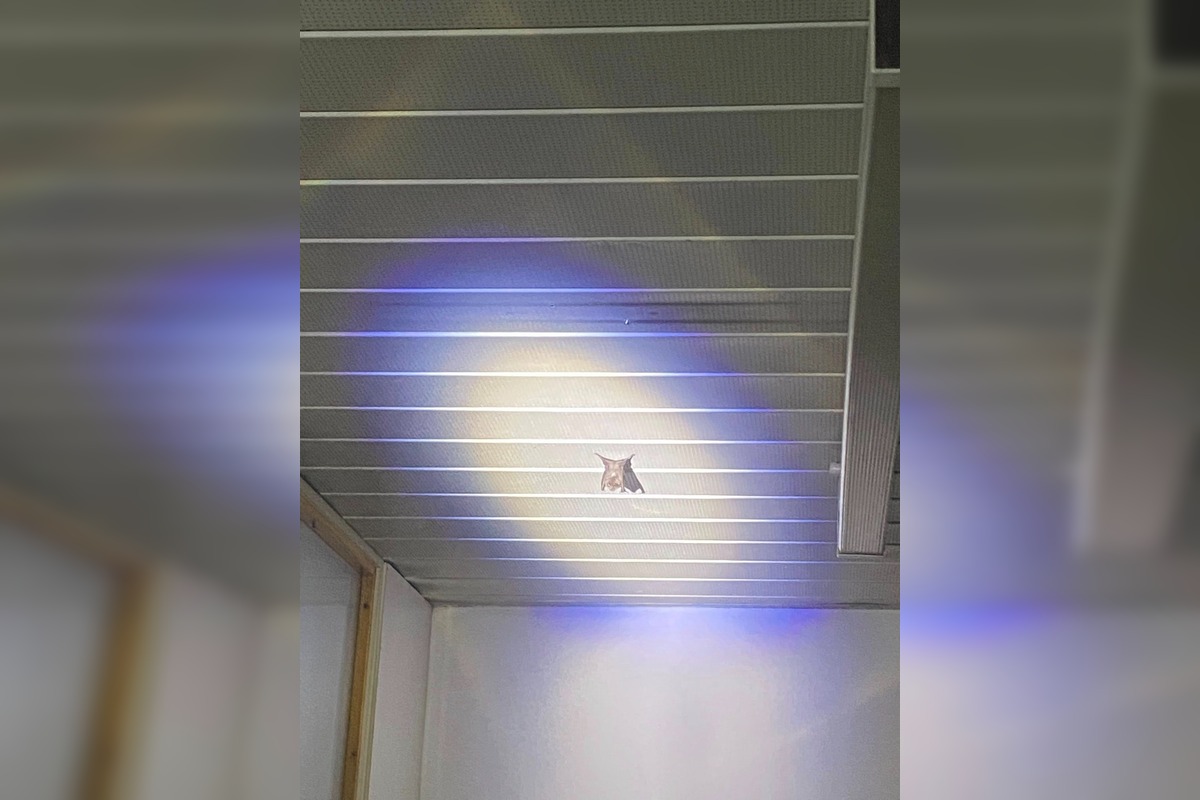 FOTO: Najzachovalejšia opustená škola na Slovensku sa nachádza v Modre, foto 4