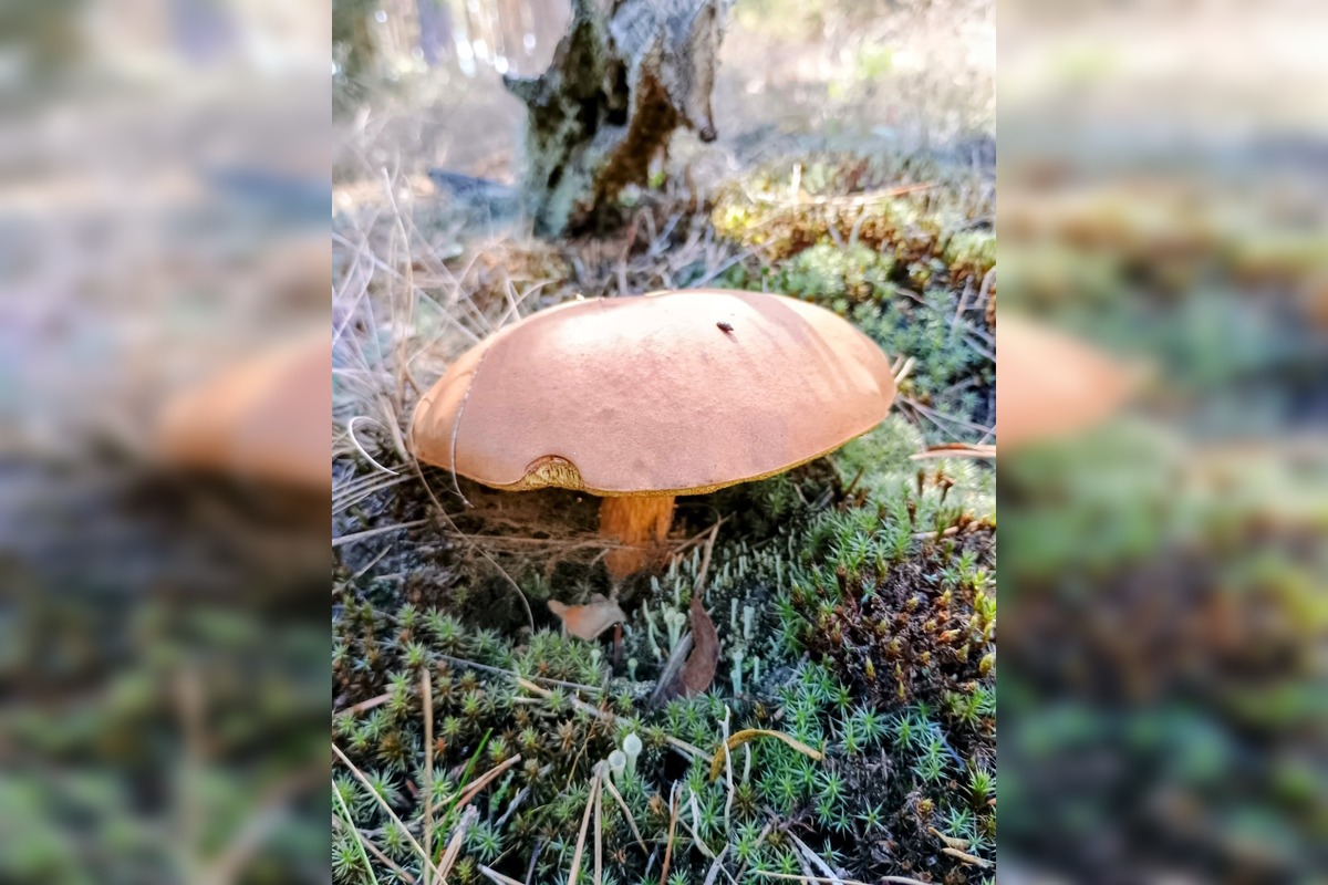 FOTO: Na Zahorí je dubákoví raj, foto 1