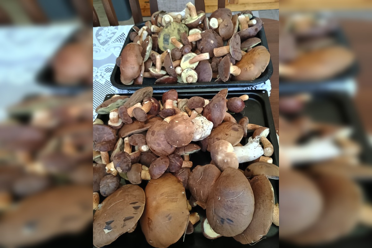 FOTO: Na Zahorí je dubákoví raj, foto 2