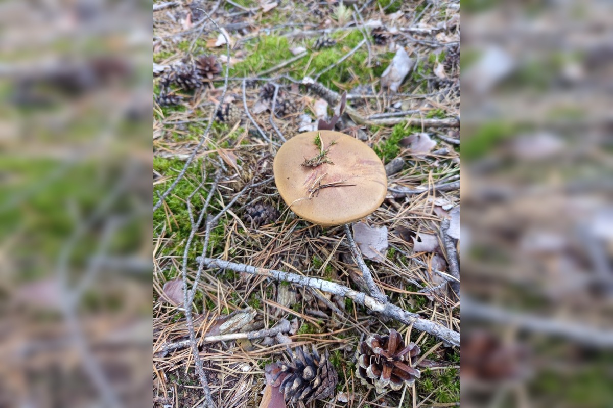 FOTO: Na Zahorí je dubákoví raj, foto 3