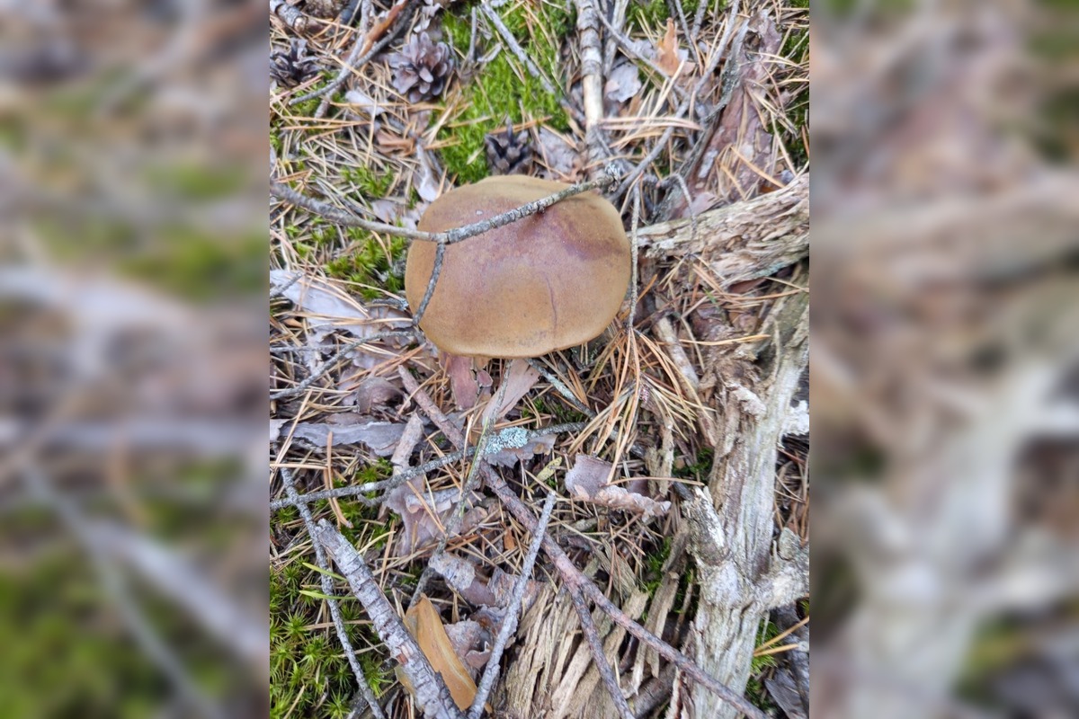 FOTO: Na Zahorí je dubákoví raj, foto 4