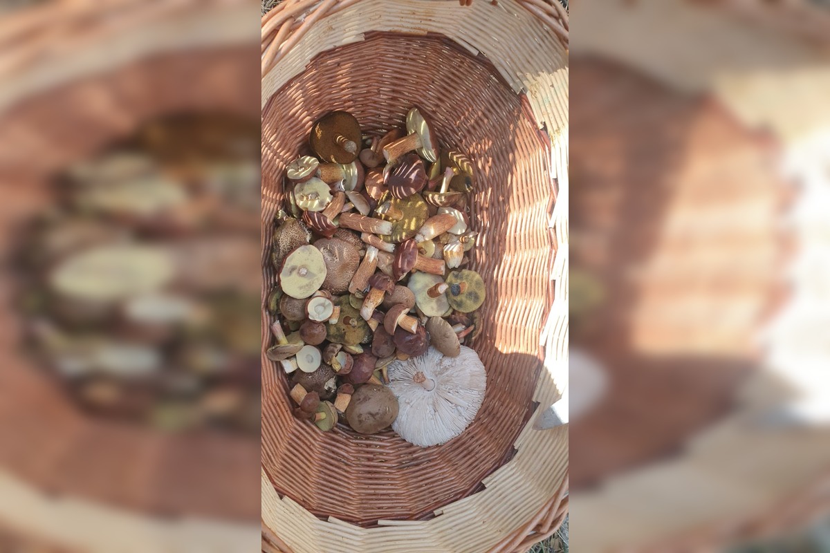 FOTO: Na Zahorí je dubákoví raj, foto 5