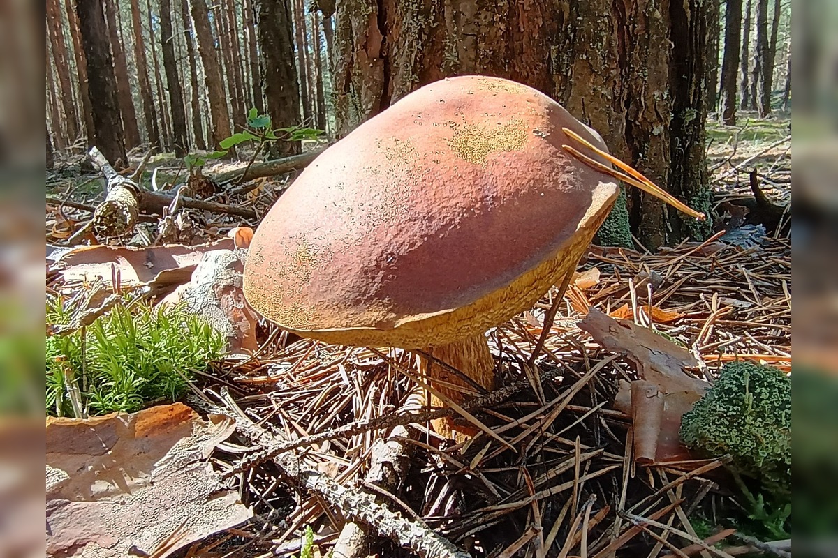 FOTO: Na Zahorí je dubákoví raj, foto 6