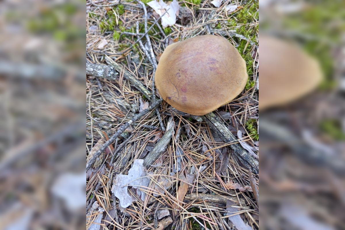 FOTO: Na Zahorí je dubákoví raj, foto 7