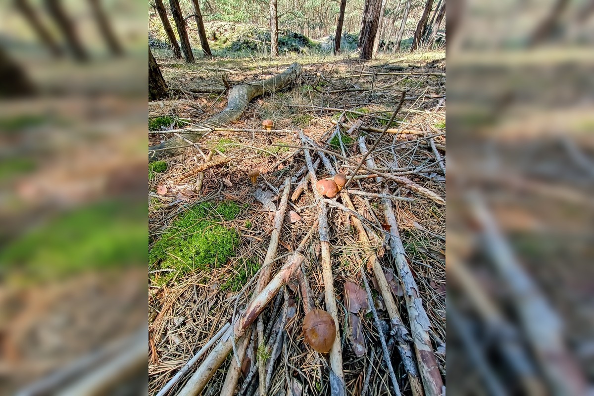 FOTO: Na Zahorí je dubákoví raj, foto 8