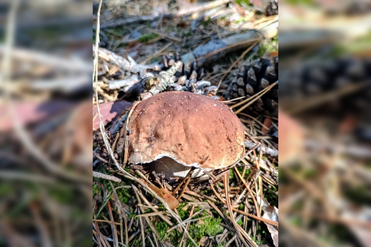 FOTO: Na Zahorí je dubákoví raj, foto 9