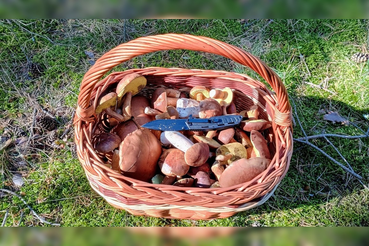 FOTO: Na Zahorí je dubákoví raj, foto 10