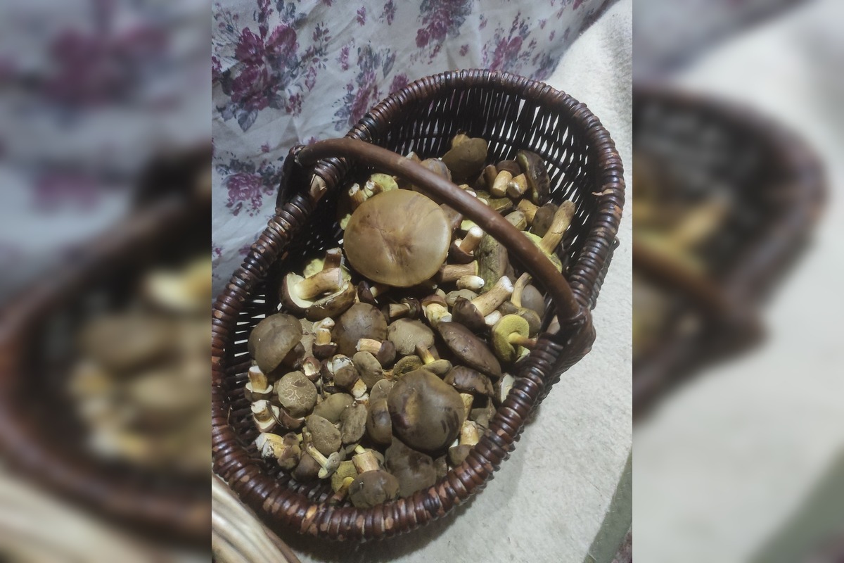 FOTO: Na Zahorí je dubákoví raj, foto 11