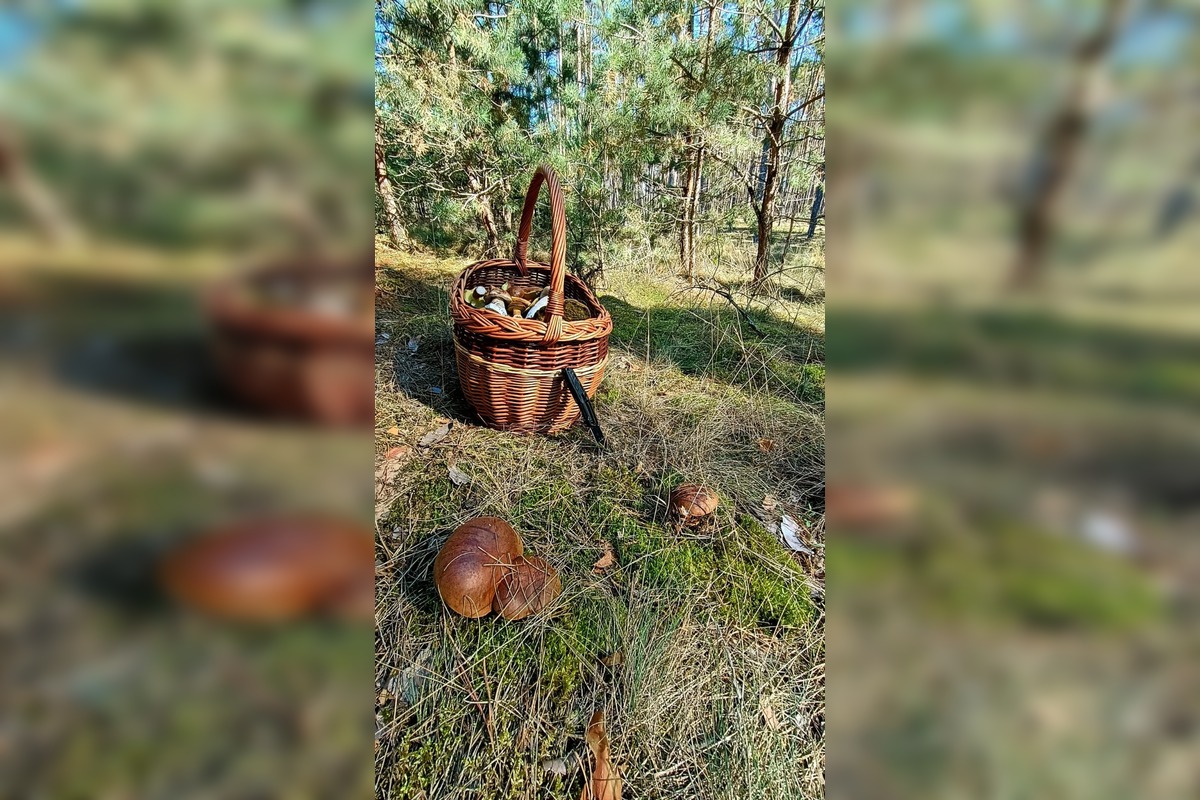 FOTO: Na Zahorí je dubákoví raj, foto 12