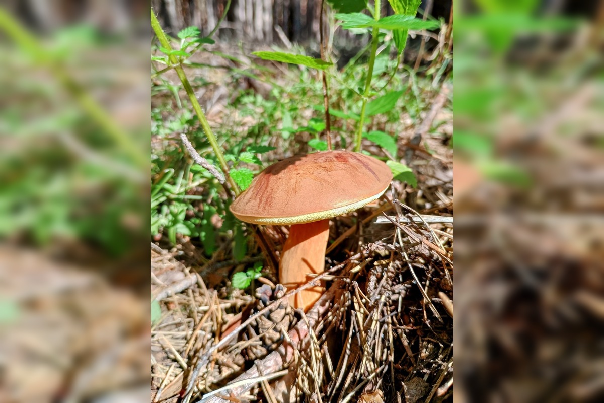 FOTO: Na Zahorí je dubákoví raj, foto 13