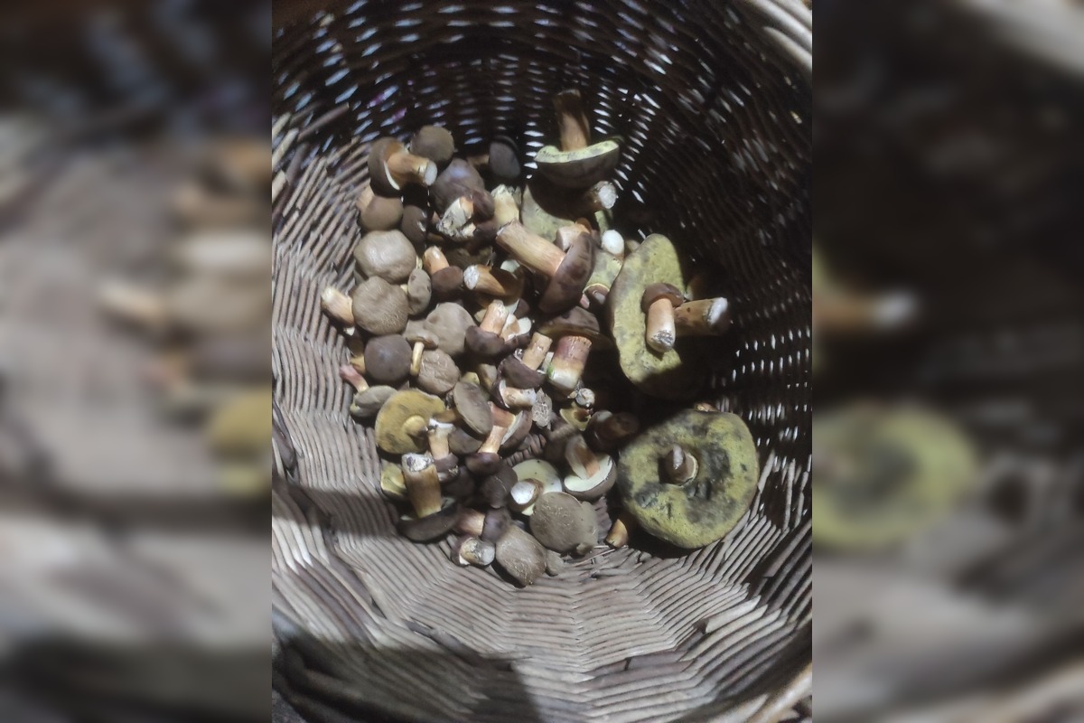 FOTO: Na Zahorí je dubákoví raj, foto 14