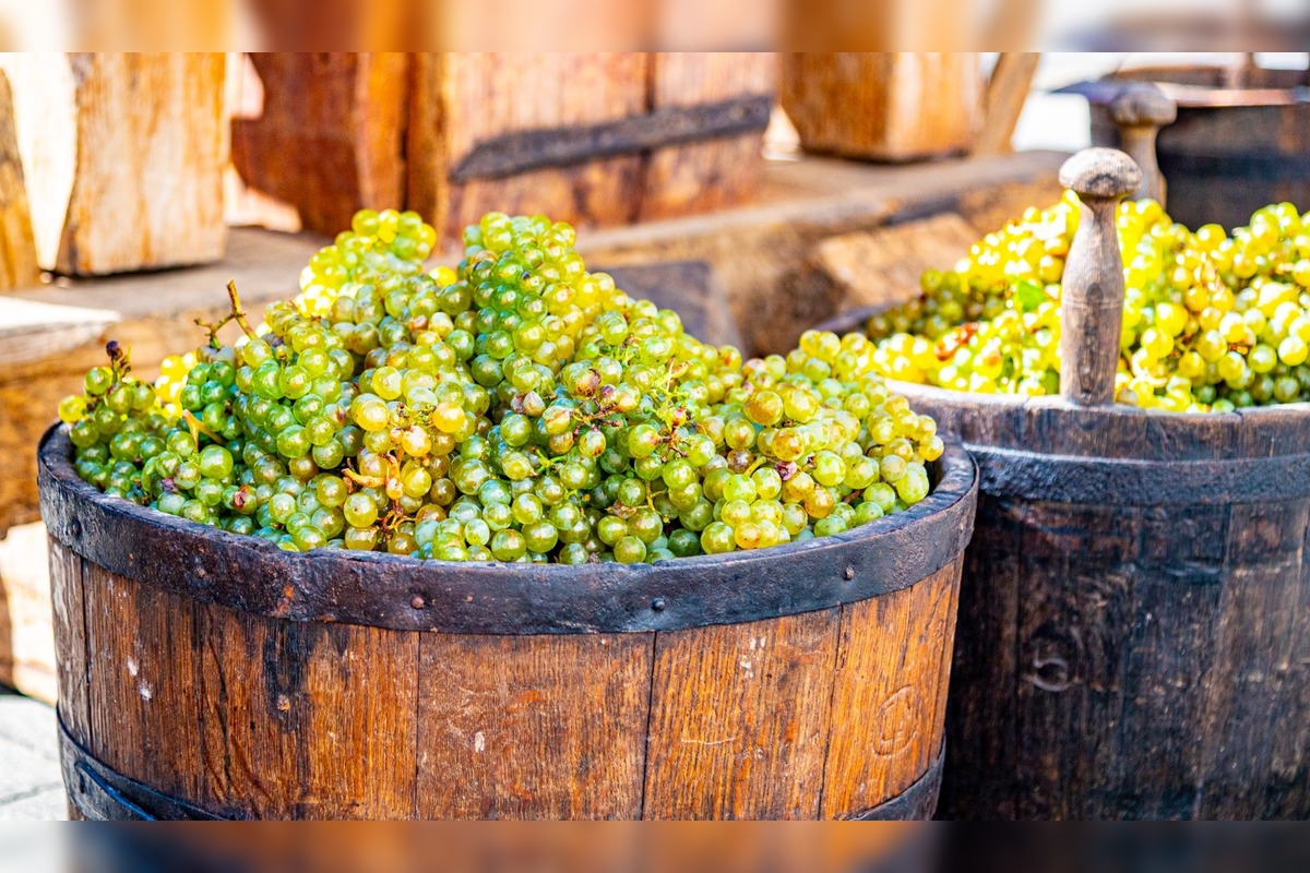 FOTO: Vinobranie Pezinok 2025, foto 37