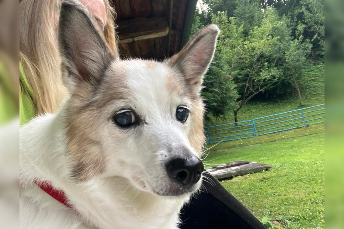 FOTO: Psíčkari sa podelil s fotkami svojich miláčikov, foto 12