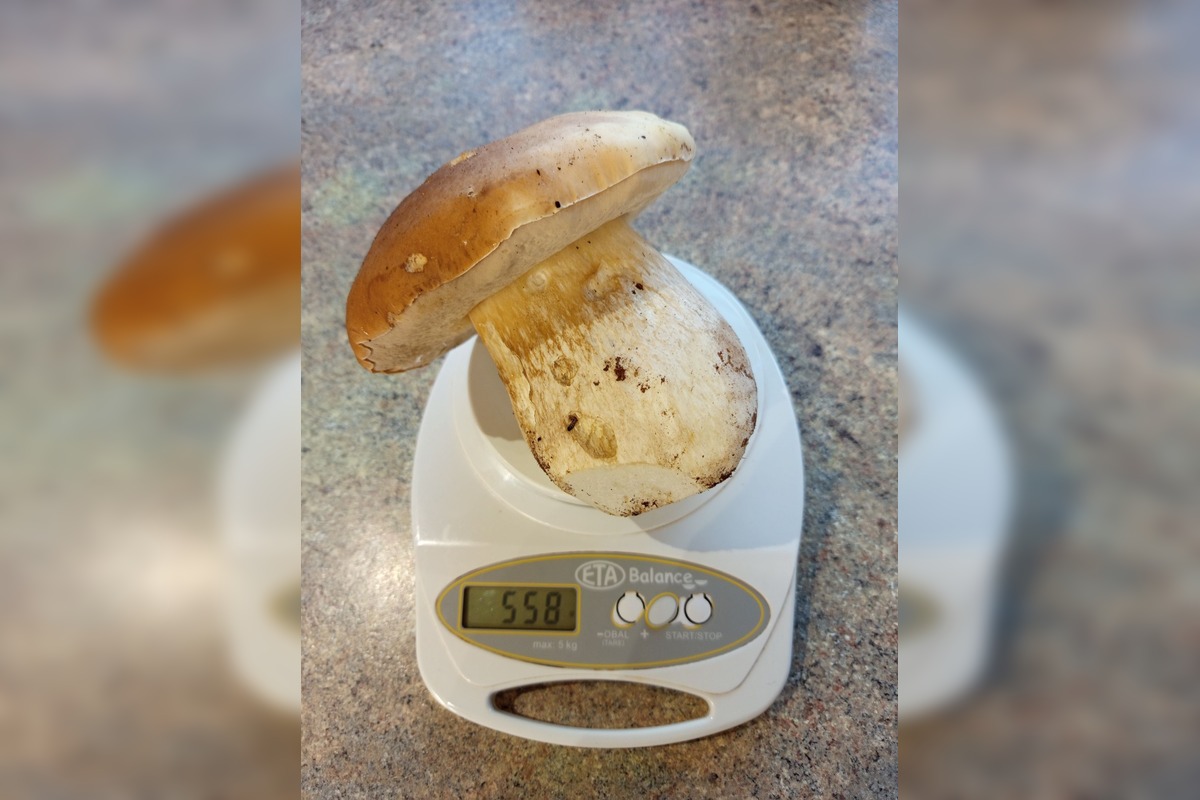 FOTO: Hubárska diagnóza zasiahla východ. Dubáky, smiech aj plné košíky, foto 3