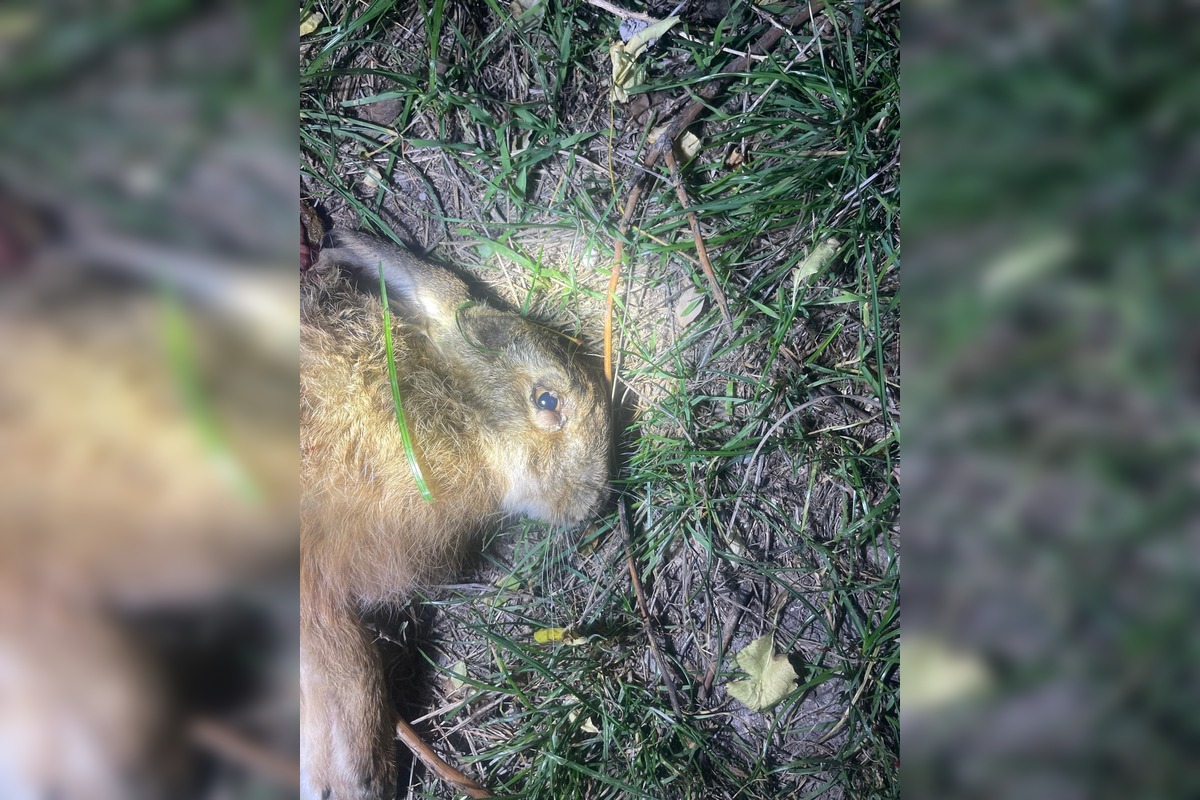 FOTO: V Trnave a Dunajskej Strede potvrdili vírus myxomatózy u zajaca poľného, foto 1