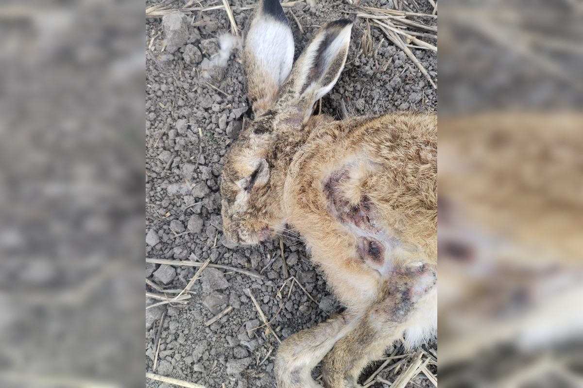 FOTO: V Trnave a Dunajskej Strede potvrdili vírus myxomatózy u zajaca poľného, foto 2