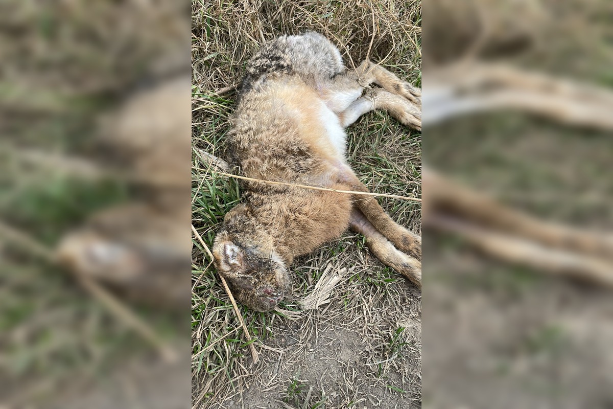 FOTO: V Trnave a Dunajskej Strede potvrdili vírus myxomatózy u zajaca poľného, foto 3