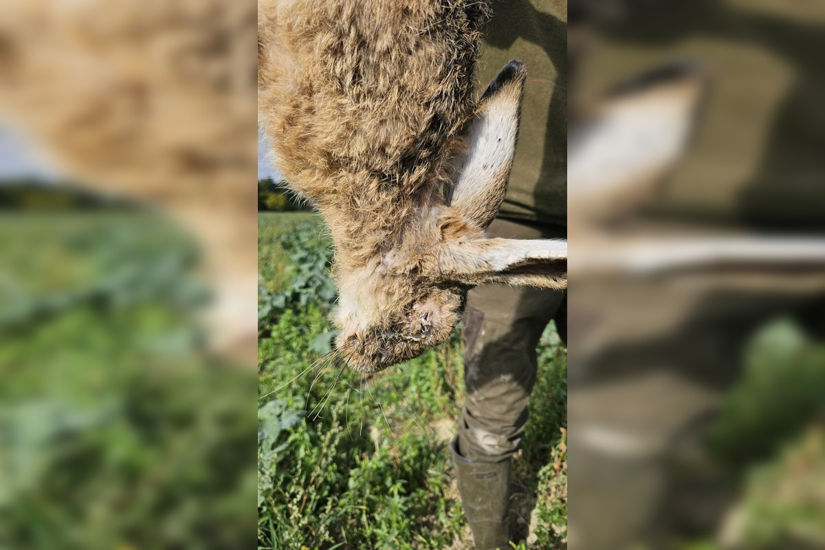 FOTO: V Trnave a Dunajskej Strede potvrdili vírus myxomatózy u zajaca poľného, foto 4