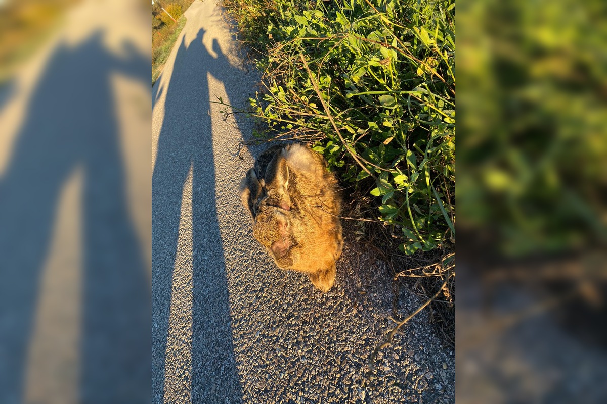 FOTO: V Trnave a Dunajskej Strede potvrdili vírus myxomatózy u zajaca poľného, foto 5
