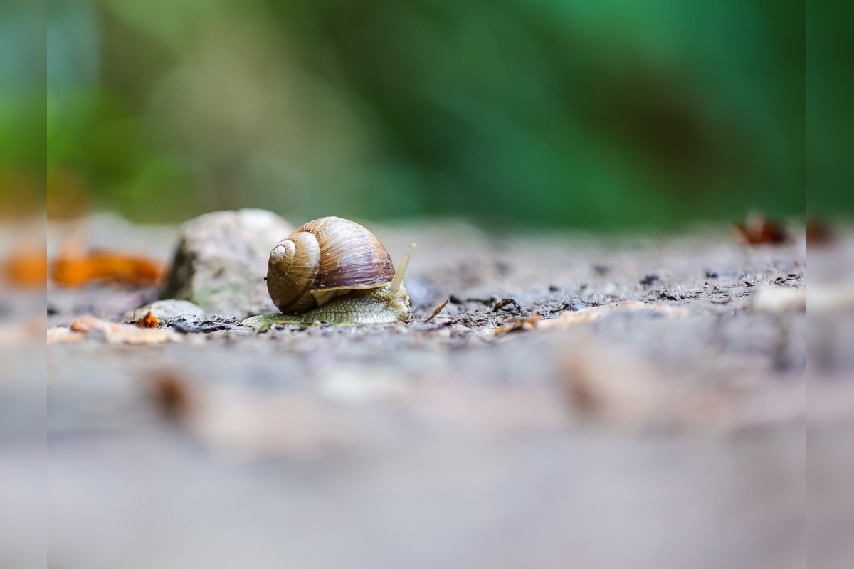 FOTO: Jeseň v Devínskej Novej Vsi, foto 1