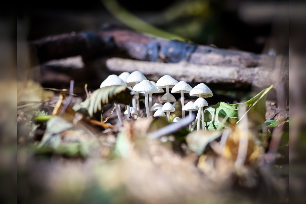 FOTO: Jeseň v Devínskej Novej Vsi, foto 2