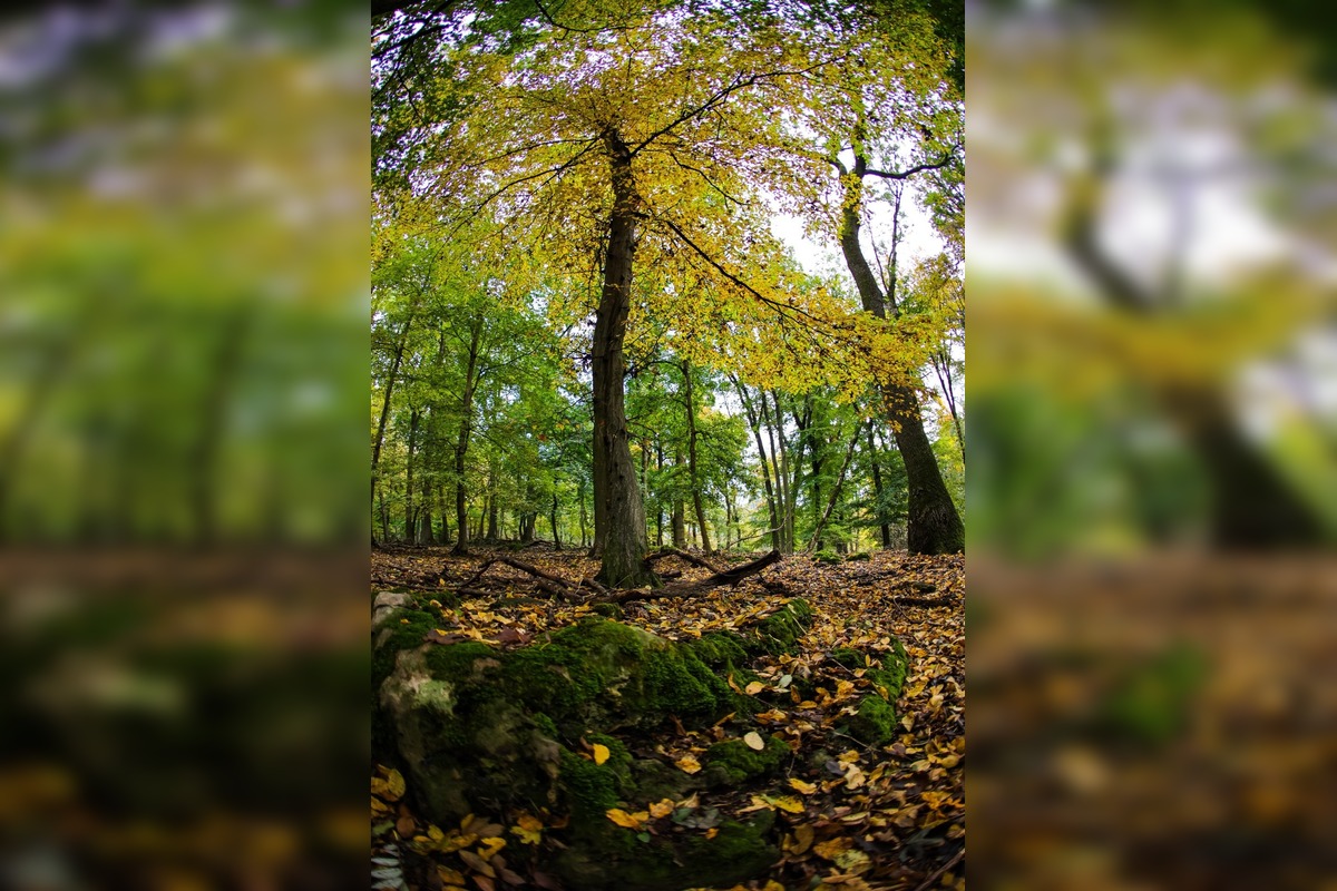 FOTO: Jeseň v Devínskej Novej Vsi, foto 5