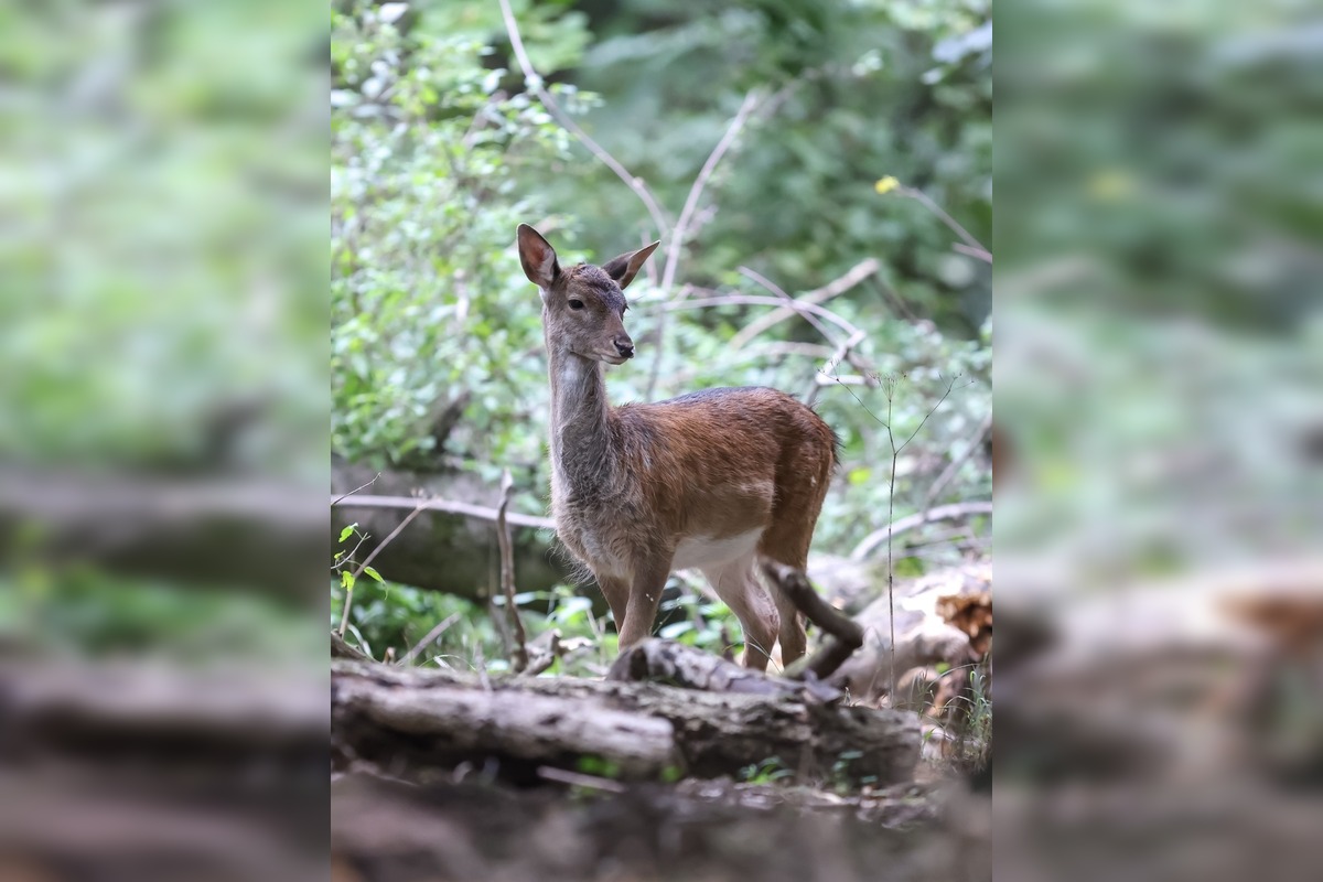 FOTO: Jeseň v Devínskej Novej Vsi, foto 6