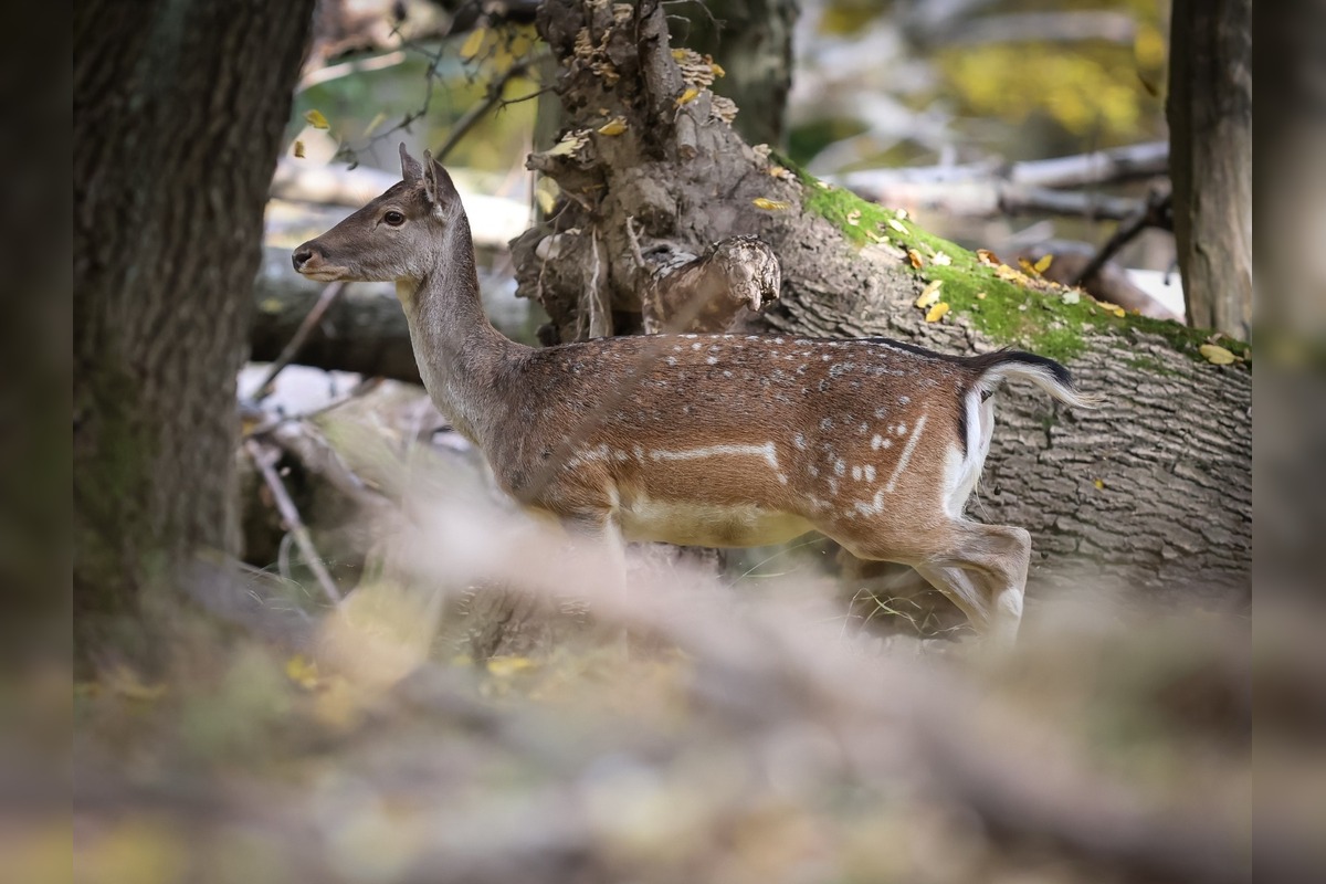 FOTO: Jeseň v Devínskej Novej Vsi, foto 7