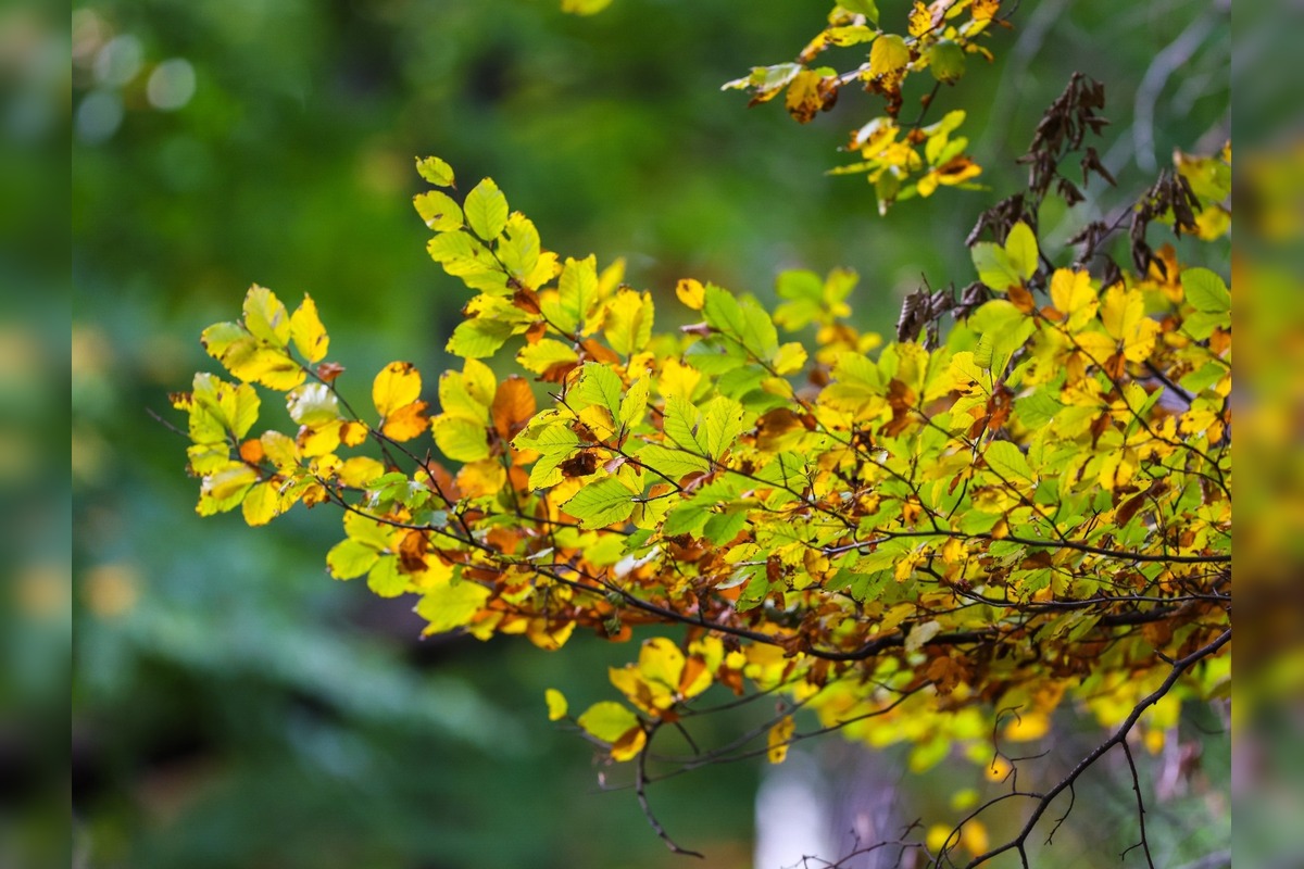 FOTO: Jeseň v Devínskej Novej Vsi, foto 9