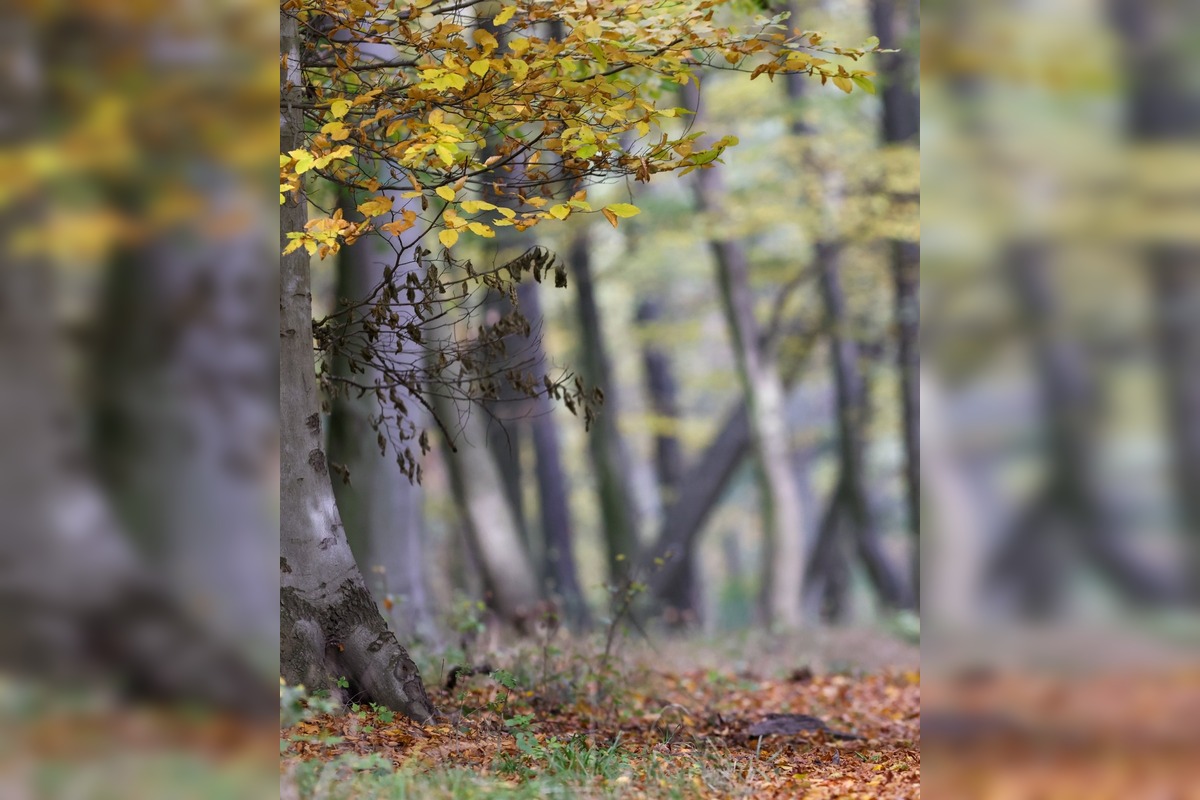 FOTO: Jeseň v Devínskej Novej Vsi, foto 10