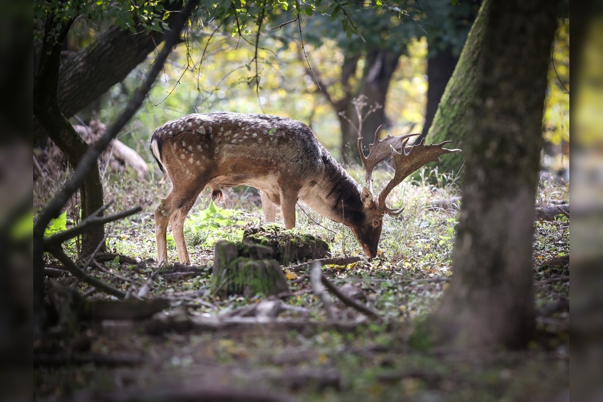 FOTO: Jeseň v Devínskej Novej Vsi, foto 11