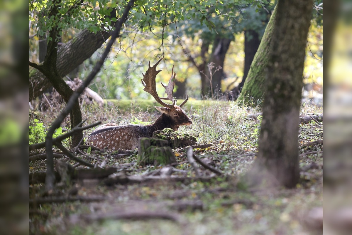 FOTO: Jeseň v Devínskej Novej Vsi, foto 12