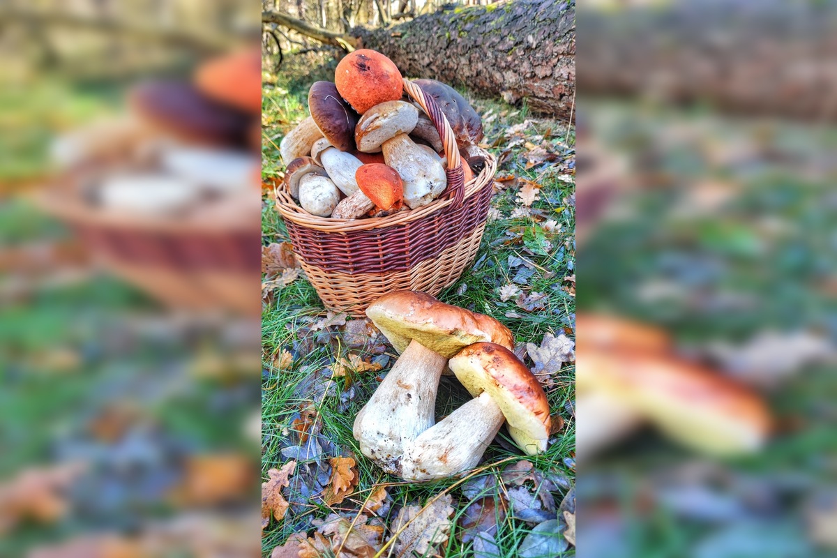 FOTO: „Ešte stále rastú!“ Hubári sa tešia z nečakane dlhej sezóny na Záhorí, foto 1