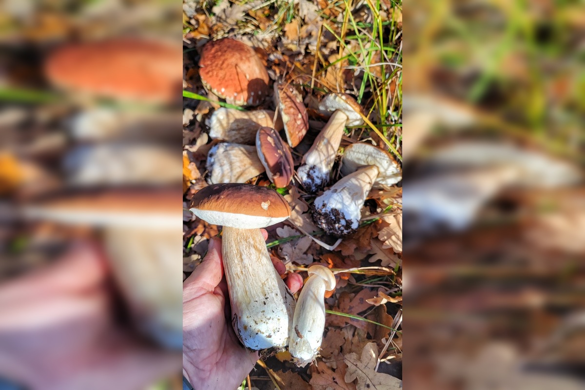 FOTO: „Ešte stále rastú!“ Hubári sa tešia z nečakane dlhej sezóny na Záhorí, foto 2