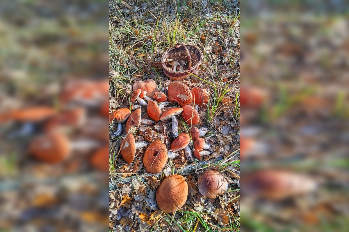 FOTO: „Ešte stále rastú!“ Hubári sa tešia z nečakane dlhej sezóny na Záhorí, foto 3