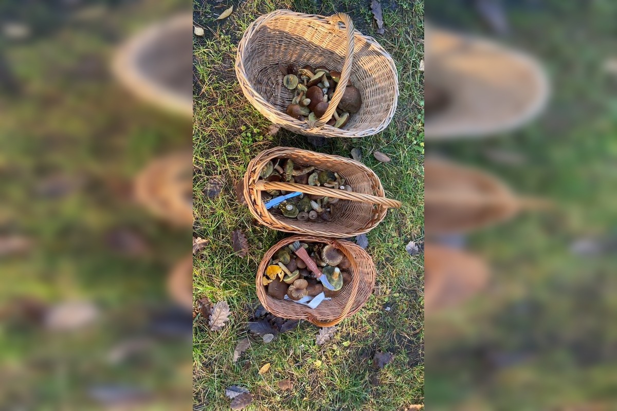 FOTO: „Ešte stále rastú!“ Hubári sa tešia z nečakane dlhej sezóny na Záhorí, foto 5