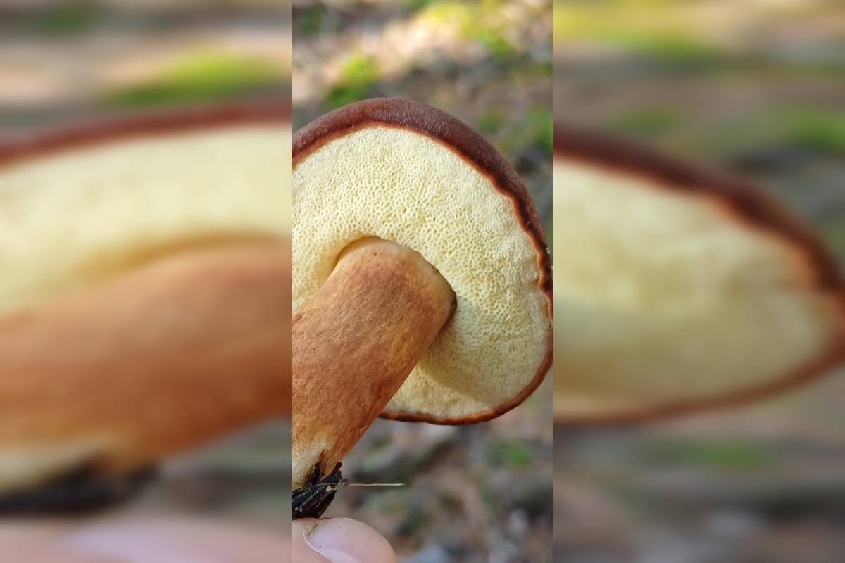 FOTO: „Ešte stále rastú!“ Hubári sa tešia z nečakane dlhej sezóny na Záhorí, foto 6