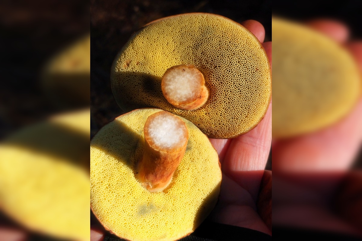 FOTO: „Ešte stále rastú!“ Hubári sa tešia z nečakane dlhej sezóny na Záhorí, foto 7