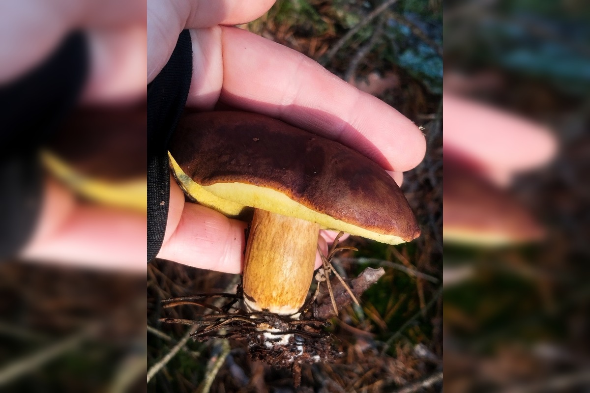 FOTO: „Ešte stále rastú!“ Hubári sa tešia z nečakane dlhej sezóny na Záhorí, foto 8