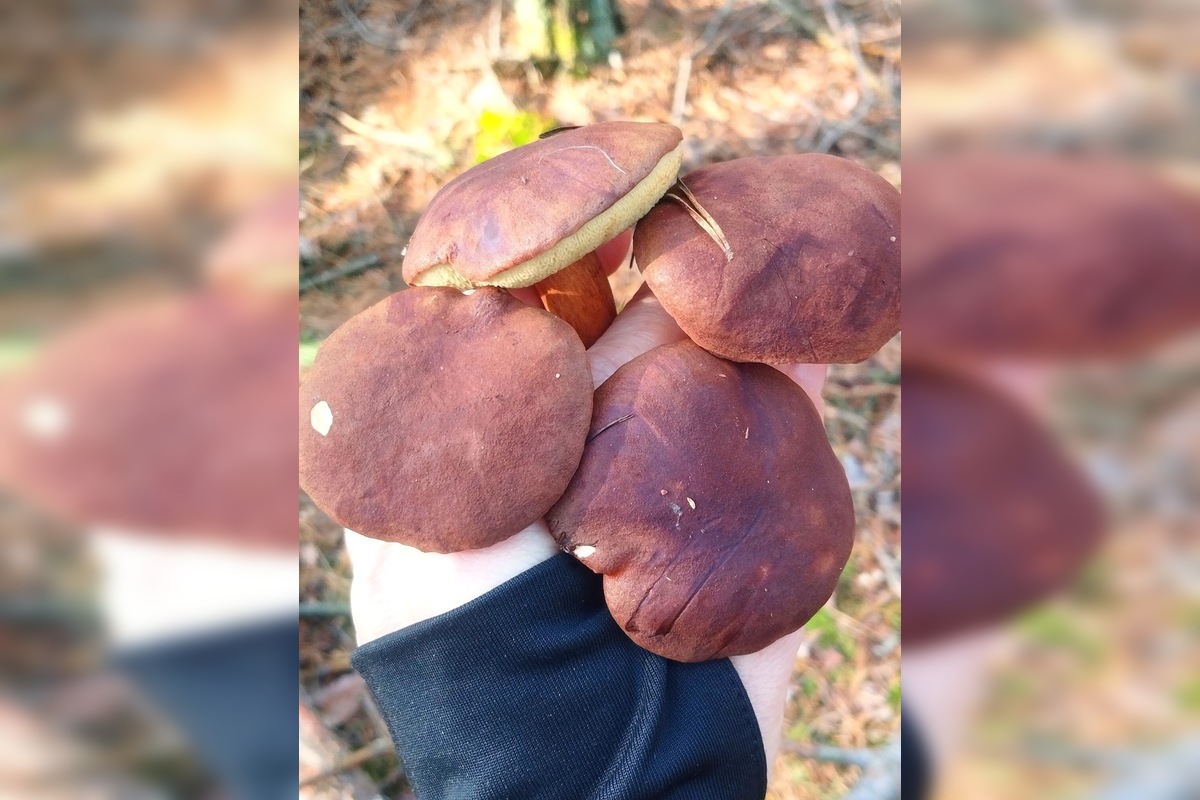 FOTO: „Ešte stále rastú!“ Hubári sa tešia z nečakane dlhej sezóny na Záhorí, foto 9