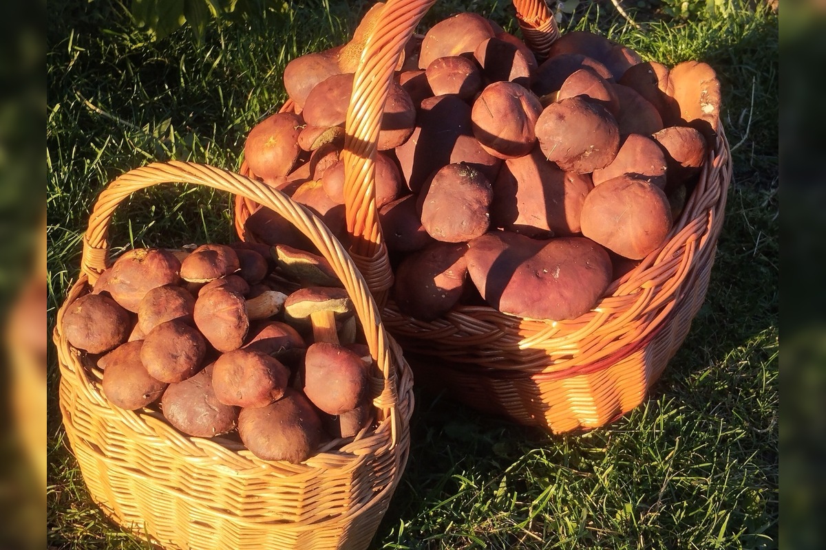 FOTO: „Ešte stále rastú!“ Hubári sa tešia z nečakane dlhej sezóny na Záhorí, foto 10