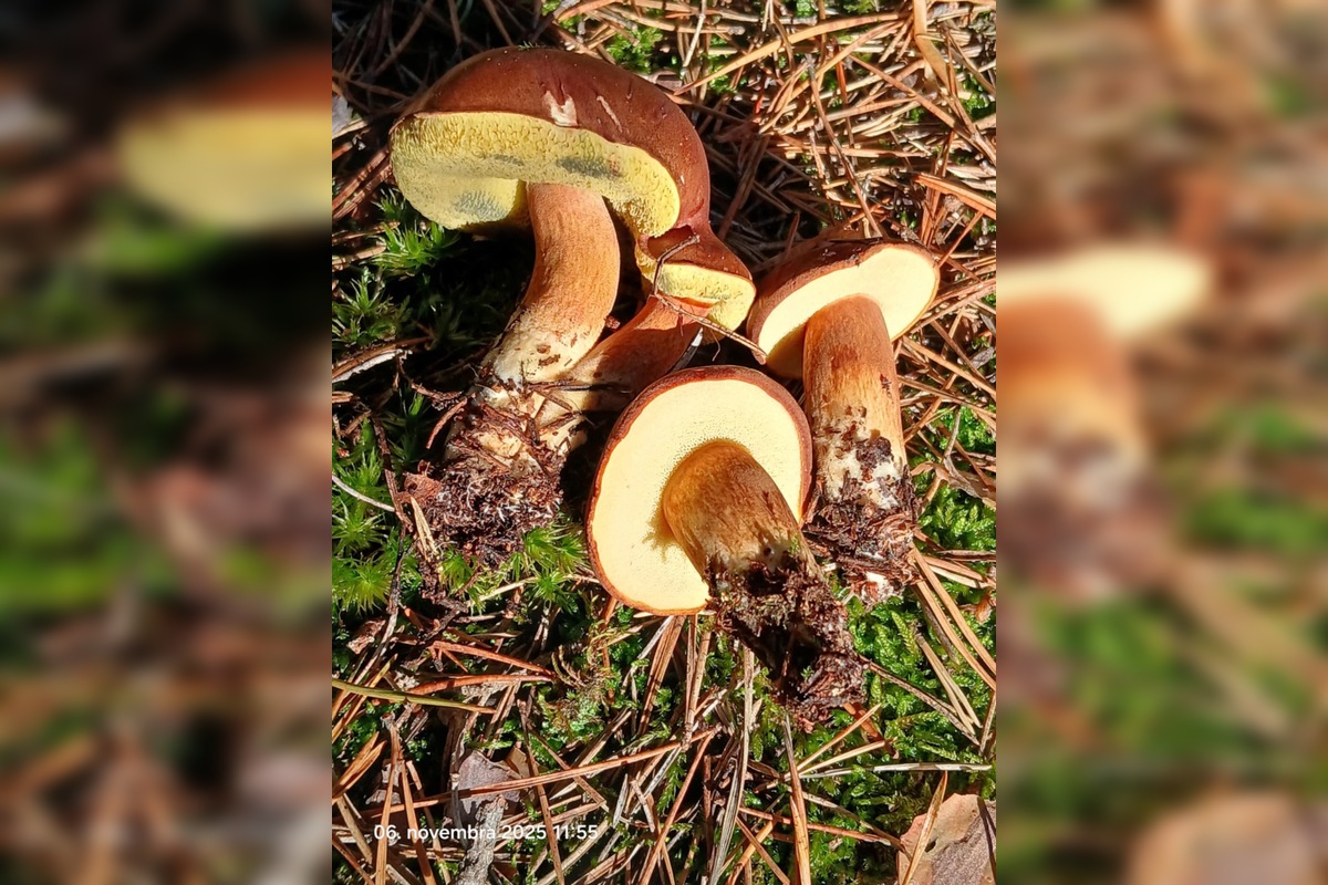 FOTO: „Ešte stále rastú!“ Hubári sa tešia z nečakane dlhej sezóny na Záhorí, foto 11