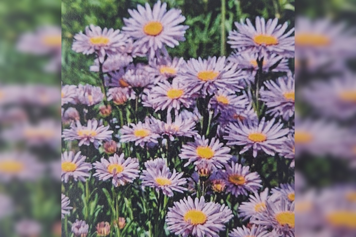 FOTO: Pešia zóna vo Vrakuni prejde obnovou, foto 3