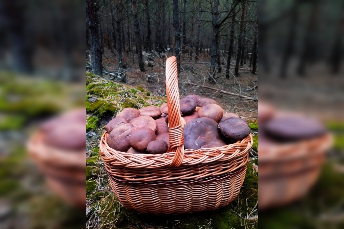 FOTO: Ani na sklonku sezóny hubári neodchádzajú s prázdnou, foto 1