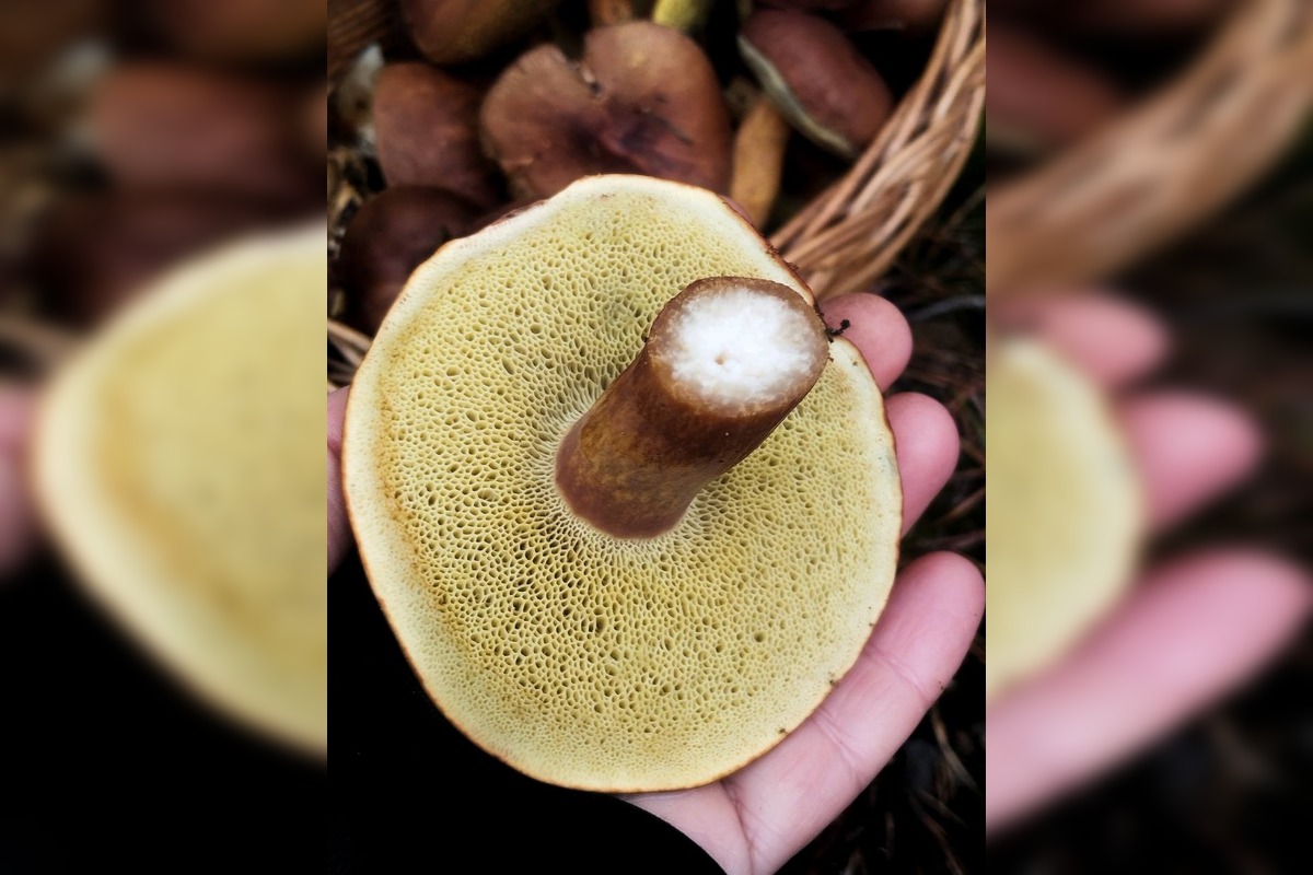 FOTO: Ani na sklonku sezóny hubári neodchádzajú s prázdnou, foto 2